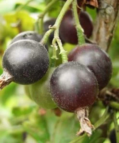 Roots Plants Unusual Berry Collection | 3x 3L Pots Fruits 10 Roots Plants Unusual Berry Collection | 3x 3L Pots Fruits