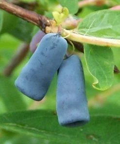 Roots Plants Morena Honeyberry Bush Fruits