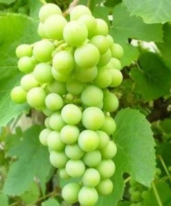 Roots Plants Phoenix' Outdoor Grape Vine Fruits