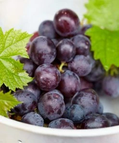 Roots Plants 90cm 'Muscat Blue' Grape Vine | 3L Pot Fruits