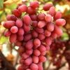 Roots Plants Fruits 90cm 'Crimson' Seedless Grape Vine | 3L Pot