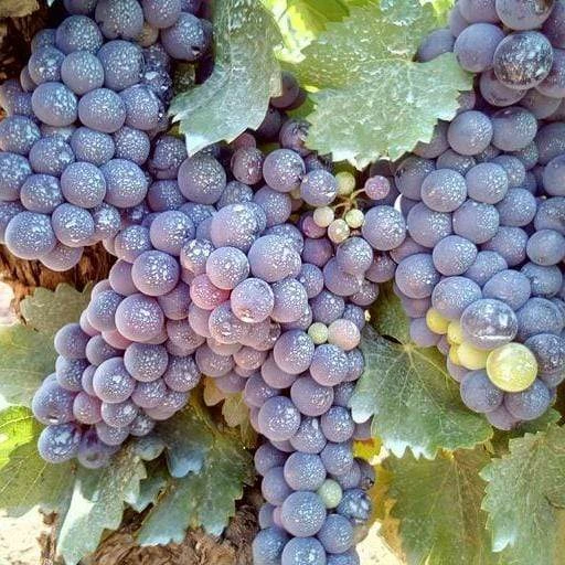 Roots Plants Fruits 90cm 'Black Hamburgh' Indoor Grape Vine | 3L Pot 6 Roots Plants Fruits 90cm 'Black Hamburgh' Indoor Grape Vine | 3L Pot