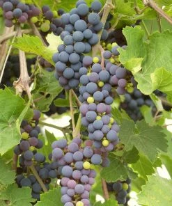 Roots Plants Fruits 90cm 'Black Hamburgh' Indoor Grape Vine | 3L Pot