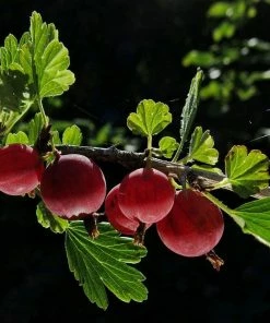 Roots Plants Complete Gooseberry Collection | Red, White & Green