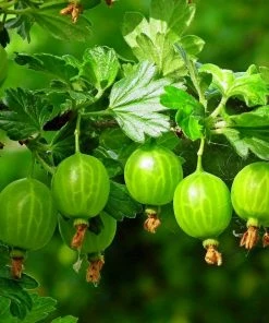 Roots Plants Complete Gooseberry Collection | Red, White & Green