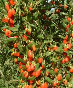 Roots Plants Goji Berry Plant