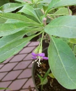 Roots Plants Goji Berry Plant