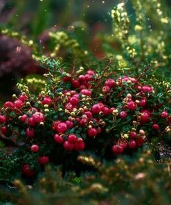 Roots Plants Fruits Cranberry Plant