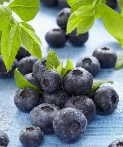 Roots Plants Fruits Sunshine Blue Evergreen Blueberry Bush