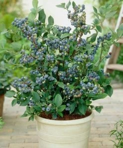 Roots Plants 3 X Sunshine Blue Blueberry Plants | 9cm Pots 9 Roots Plants 3 X Sunshine Blue Blueberry Plants | 9cm Pots