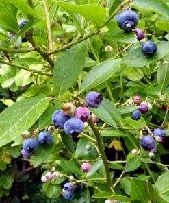 Roots Plants Fruits Goldtraube Blueberry Bush