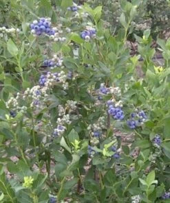 Roots Plants Duke Blueberry Bush Fruits 7 Roots Plants Duke Blueberry Bush Fruits