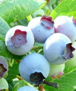 Roots Plants Bluecrop Blueberry Bush