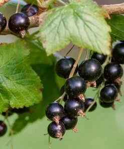 Roots Plants Ben Lomond Blackcurrant Bush