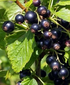 Roots Plants Ben Connan Blackcurrant Bush Fruits