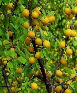 Roots Plants Oullins Golden Gage Plum Tree