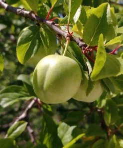 Roots Plants Old Greengage Plum Tree Fruits 9 Roots Plants Old Greengage Plum Tree Fruits