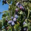 Roots Plants Merryweather Damson Tree Fruits 2 Roots Plants Merryweather Damson Tree Fruits