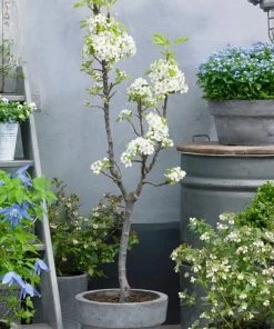 Roots Plants Fruits Doyenné Du Comice Pear Tree