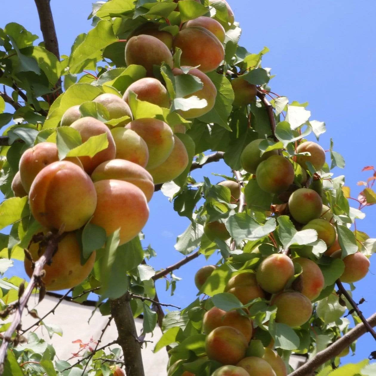 Roots Plants Avalon Pride Peach Tree 3 Roots Plants Avalon Pride Peach Tree