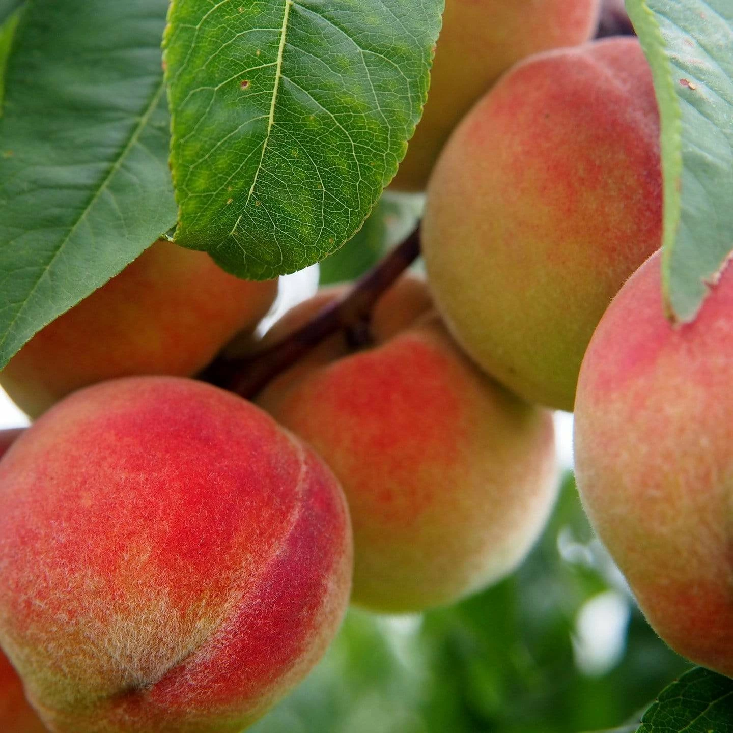 Roots Plants Avalon Pride Peach Tree 4 Roots Plants Avalon Pride Peach Tree