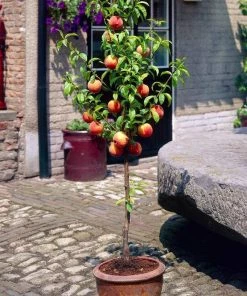 Roots Plants Avalon Pride Peach Tree 14 Roots Plants Avalon Pride Peach Tree