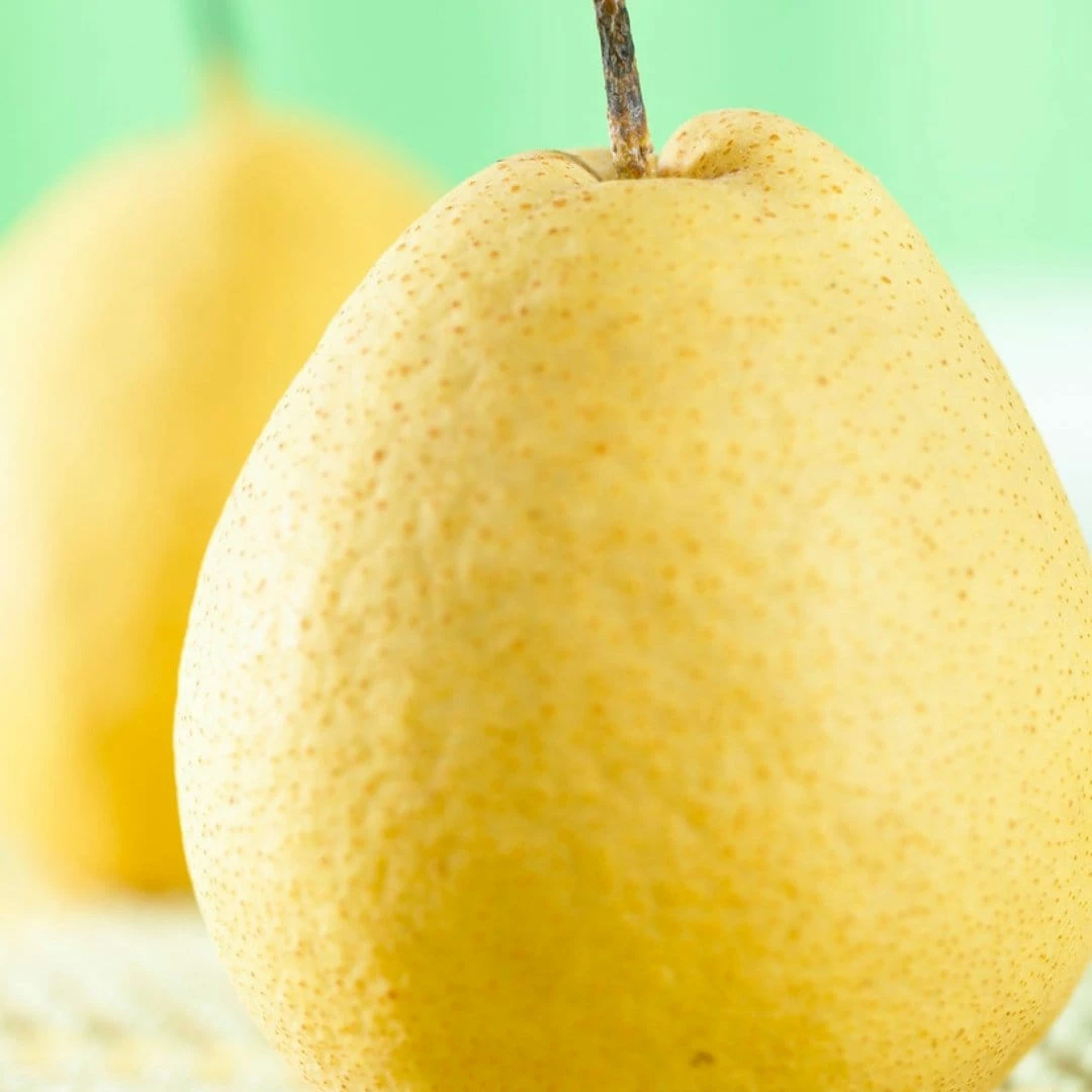 Roots Plants Fruits Kumoi' Asian Pear Tree | Nashi Pear 5 Roots Plants Fruits Kumoi' Asian Pear Tree | Nashi Pear