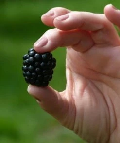Roots Plants Repsime Mulberry Tree