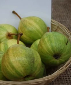 Roots Plants Panachée' Fig Tree Fruits