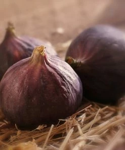 Roots Plants Fruits Madeleine Des Deux Saisons' Fig Tree