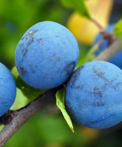 Roots Plants Fruits Farleigh Damson Tree