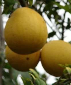 Roots Plants 90cm Lime Tree | Lime Of Tahiti | Grafted Mini-Stem 8 Roots Plants 90cm Lime Tree | Lime Of Tahiti | Grafted Mini-Stem