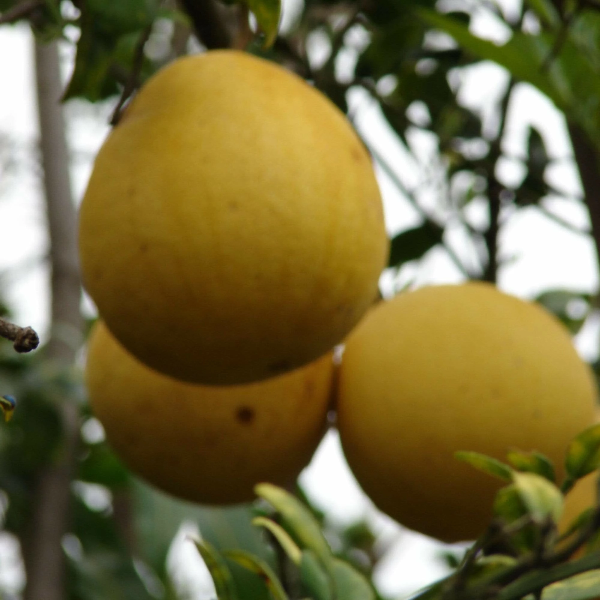 Roots Plants 90cm Lime Tree | Lime Of Tahiti | Grafted Mini-Stem 5 Roots Plants 90cm Lime Tree | Lime Of Tahiti | Grafted Mini-Stem