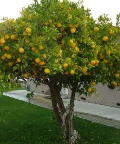 Roots Plants 90cm Eureka Lemon Tree | 4 Seasons Lemon | Grafted Mini-Stem