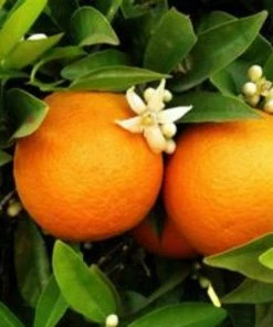 Roots Plants 90cm Seville Orange Tree 'Bigaradier' | Grafted Mini-Stem