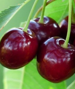 Roots Plants Fruits Sunburst Cherry Tree 10 Roots Plants Fruits Sunburst Cherry Tree