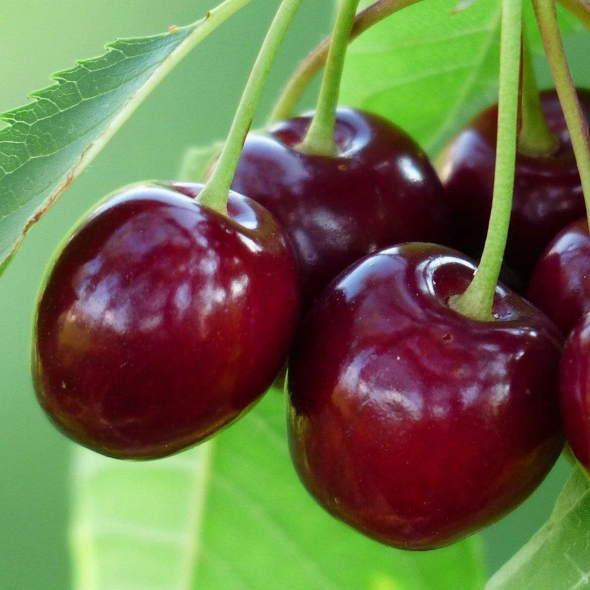 Roots Plants Fruits Sunburst Cherry Tree 5 Roots Plants Fruits Sunburst Cherry Tree