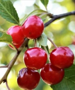 Roots Plants Fruits Summer Sun Cherry Tree