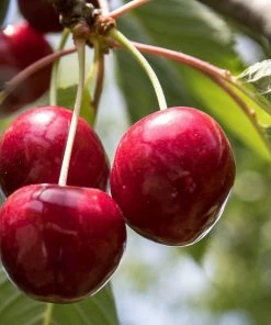 Roots Plants Stella Cherry Tree