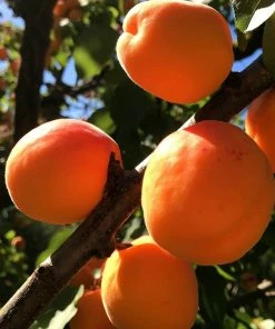 Roots Plants Fruits New Large Early' Apricot Tree