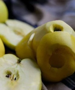 Roots Plants Herefordshire Russet Apple Tree