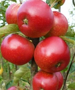 Roots Plants Worcester Pearmain Apple Tree Fruits