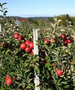 Roots Plants 'Endless Apples' Collection | Scrumptious, Braeburn Hillwell, James Grieve & Red Windsor Fruits