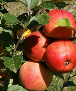 Roots Plants Scrumptious Apple Tree Fruits