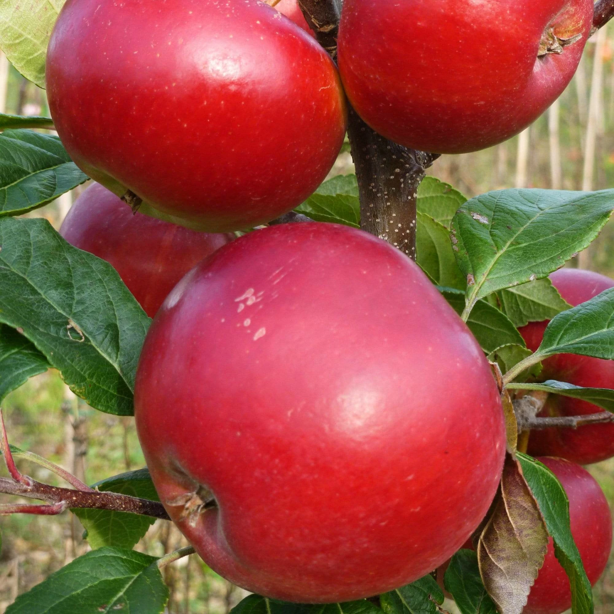 Roots Plants Red Devil Apple Tree Fruits 3 Roots Plants Red Devil Apple Tree Fruits