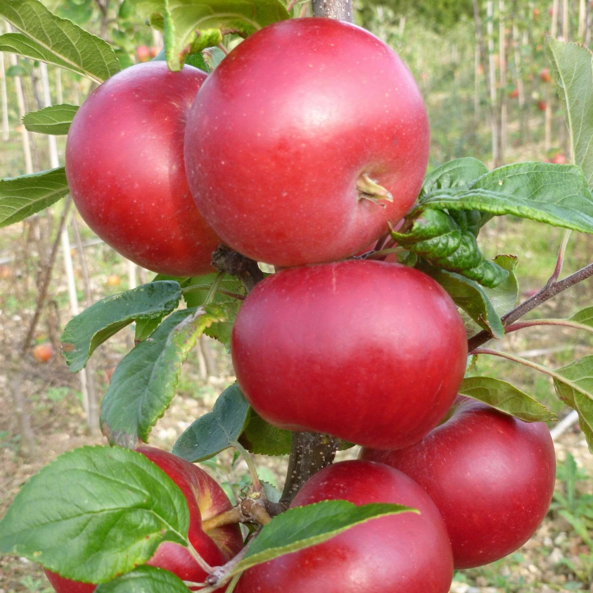 Roots Plants Red Devil Apple Tree Fruits 4 Roots Plants Red Devil Apple Tree Fruits