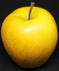 Roots Plants Golden Delicious Apple Tree Fruits