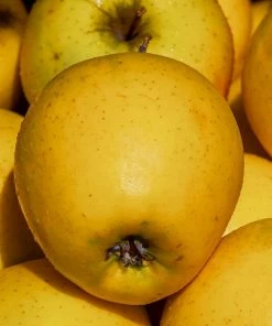 Roots Plants Golden Delicious Apple Tree Fruits 8 Roots Plants Golden Delicious Apple Tree Fruits