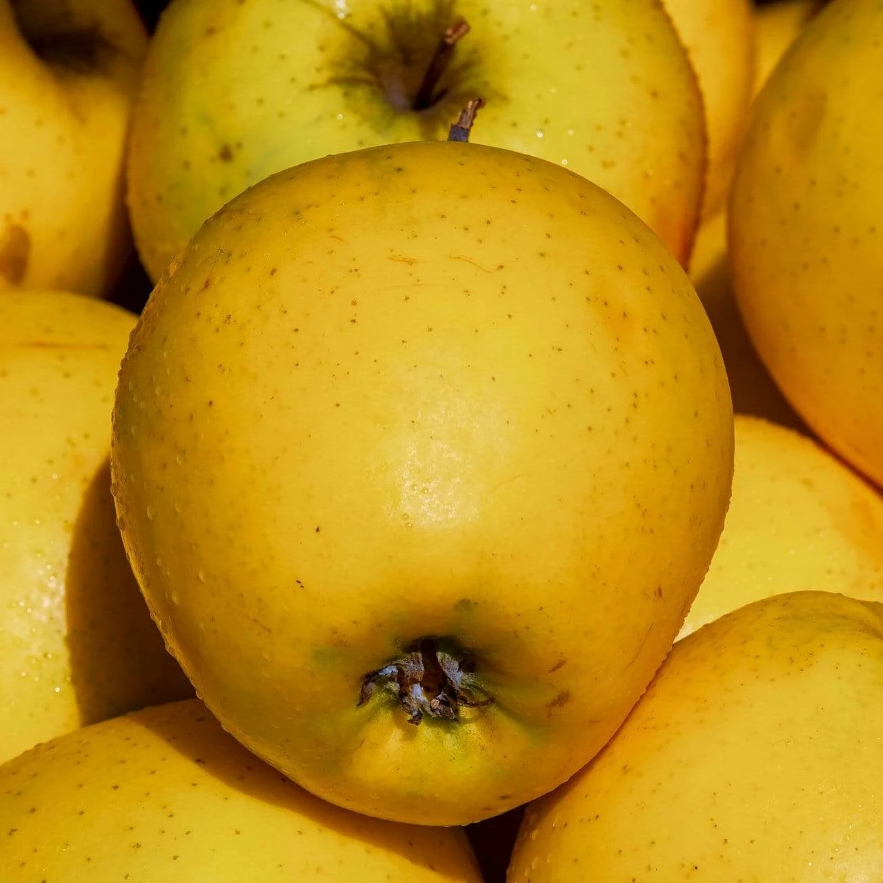 Roots Plants Golden Delicious Apple Tree Fruits 5 Roots Plants Golden Delicious Apple Tree Fruits