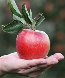 Roots Plants Gala Apple Tree